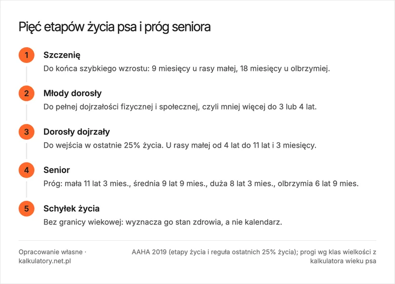 Oś życia psa z pięcioma etapami według AAHA i momentem, kiedy pies jest seniorem, przesuniętym dla czterech wielkości rasy