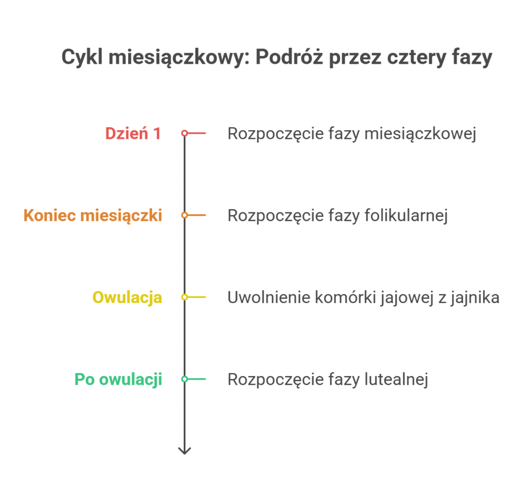 kalkulator dni płodnych przedstawiający cztery fazy cyklu miesiączkowego